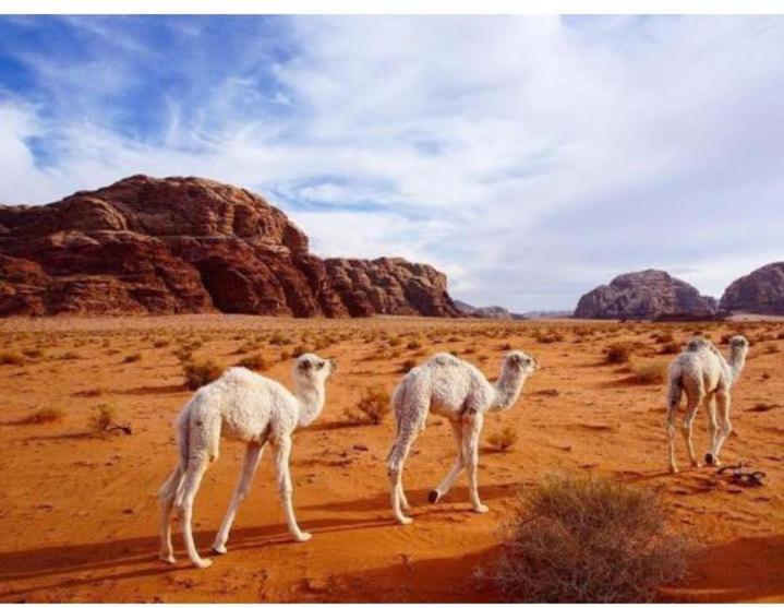 Hotel Star Magic Camp Wadi Rum Exterior foto